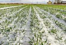 خسارت ۵۶۰۰ میلیاردی سرما به باغات و مزارع کردستان