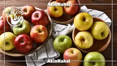 عمومی عمومی