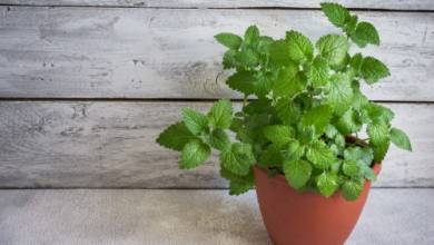 عمومی عمومی