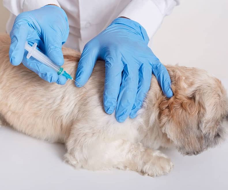 بیمارستان | دامپزشکی