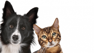 پزشکی پزشکی