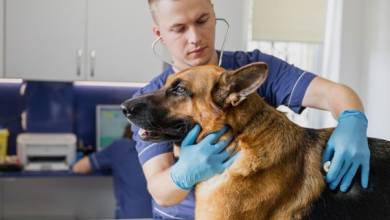 پزشکی پزشکی