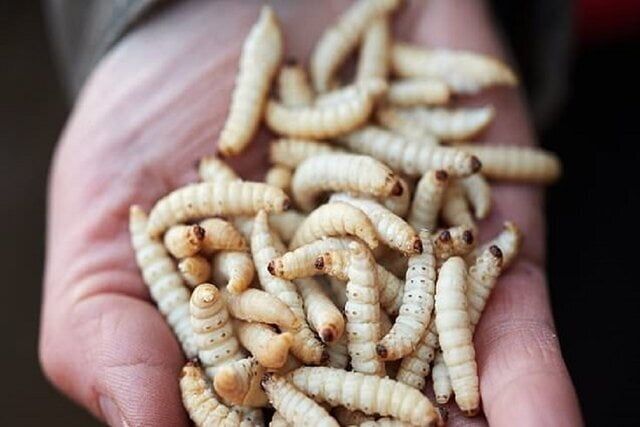 پزشکی تصورش غیرممکن است / وزن حشرات کره زمین چقدر است؟