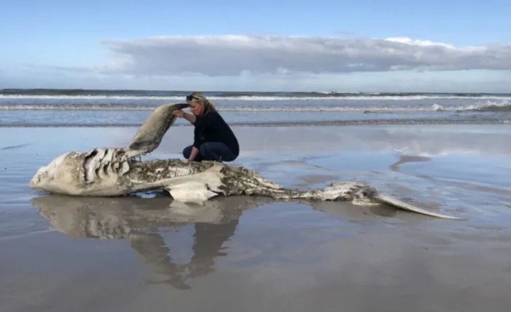 پزشکی بلایی که قاتل بیرحم سر کوسه نگونبخت آورده / عکس