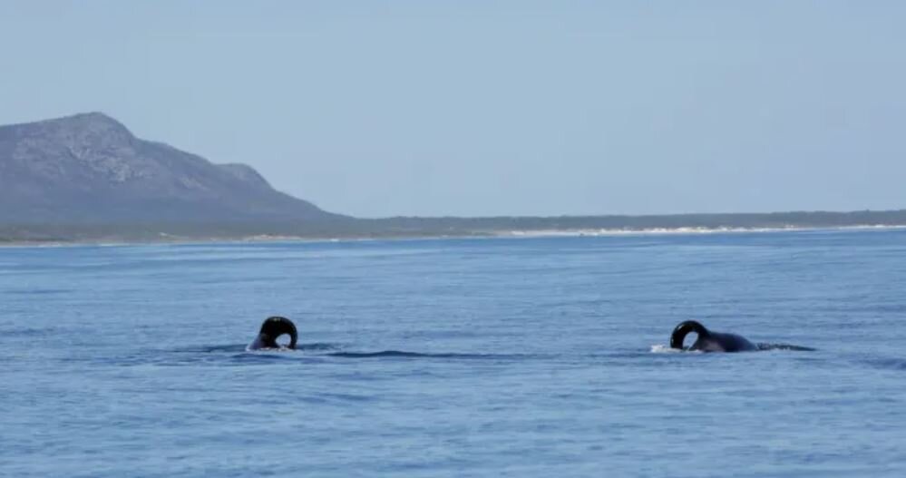بلایی که قاتل بیرحم سر کوسه نگونبخت آورده / عکس