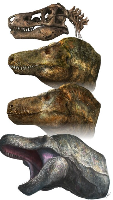 پزشکی ببینید؛ تیرکسها لب داشتند!