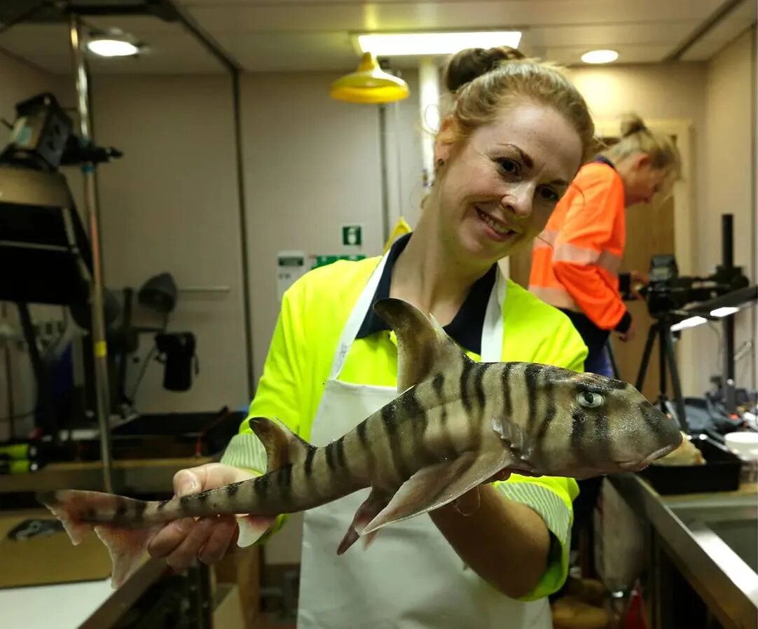 کوسههای عجیب و ترسناکی که از اعماق بیرون آمدند/ عکس