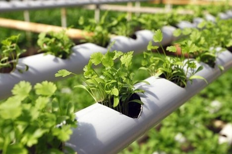 گلخانه گلخانه