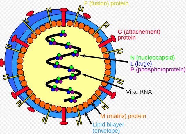 ویروسی با پتانسیل همه‌گیری