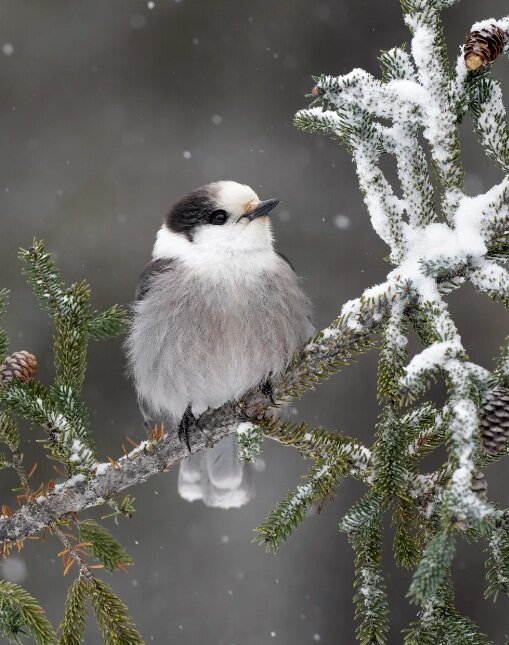 عمومی آواز پرندگان برای سلامت روان مفید است