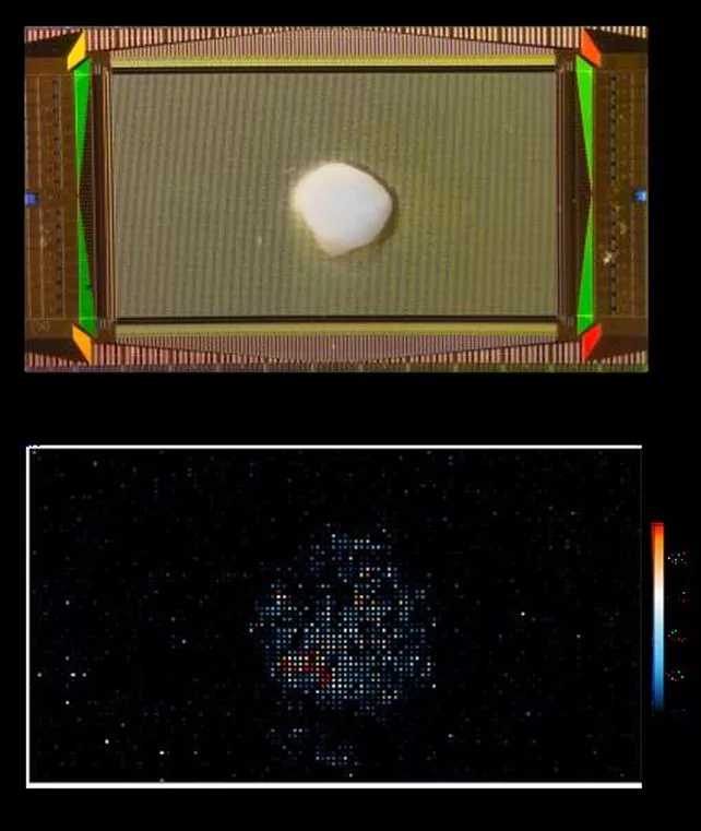 ساخت یک بیوکامپیوتر به کمک بافت مغز!