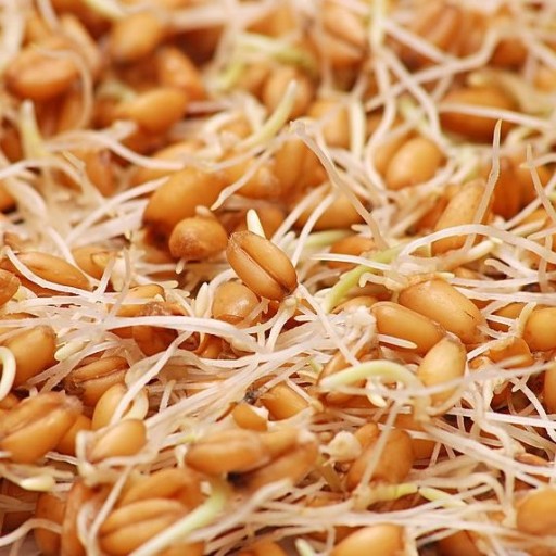 عمومی عمومی