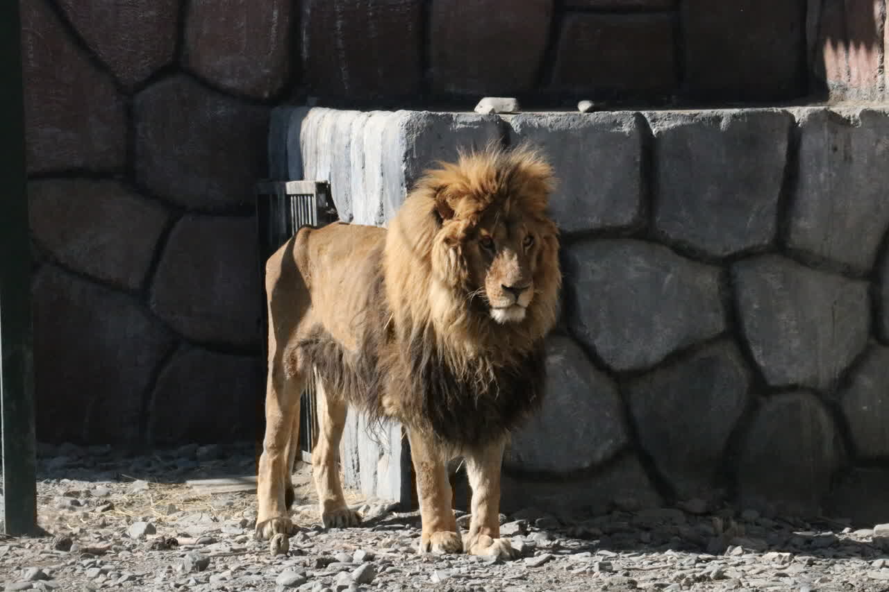 مشهد «ریشا» شیرباغ وحش مشهد این روزها حال بهتری دارد - خبرگزاری مهر | اخبار ایران و جهان