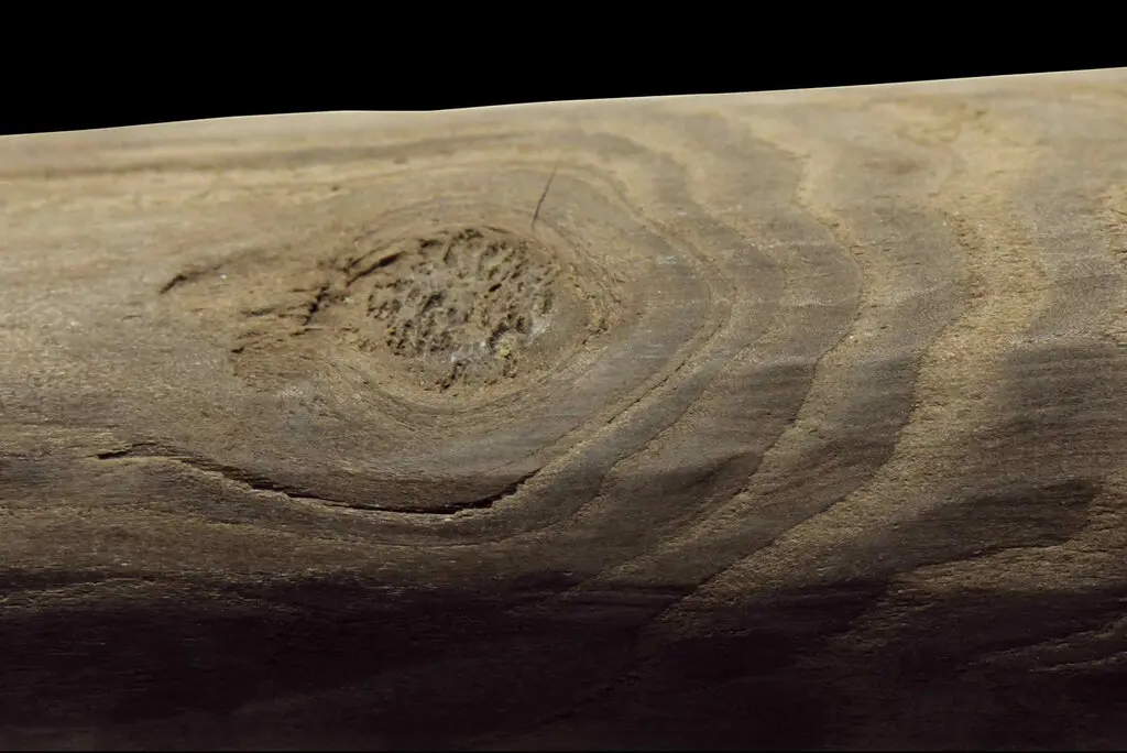 کشف جدید باستانشناسان: نگو حجر، بگو شجر!