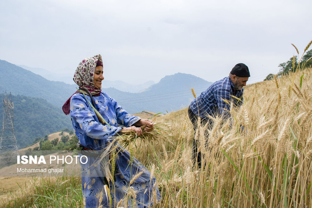 مالیات پرداخت مطالبات گندمکاران به پشتوانه مالیات، گامی در حمایت از تولید و عدالت