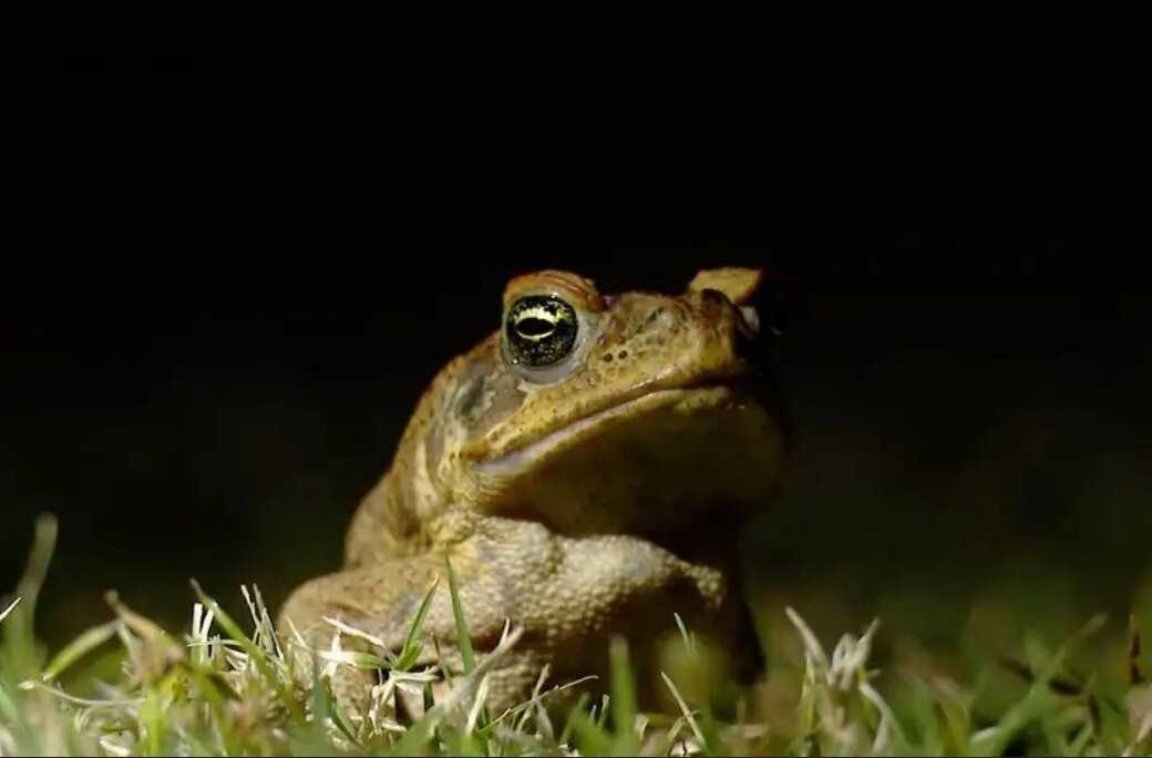 پزشکی تمساح سر کلاس درس!